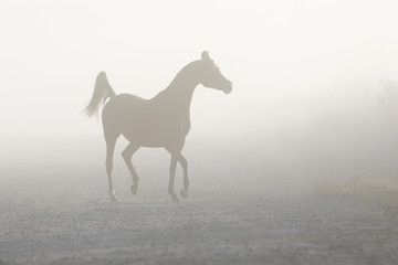 Obraz na płótnie Canvas The silhouette of a beautiful arabian horse running free in the misty haze, a portrait in motion in the fog