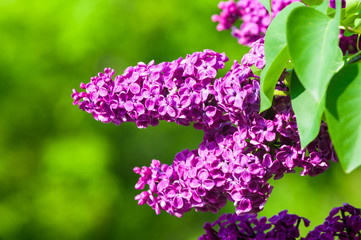 Branch with spring blossoms pink lilac flowers, bright blooming floral background.