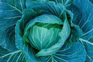 Obraz premium closeup nature view of Cabbage in garden, dark wallpaper concept, nature background, tropical green leaf