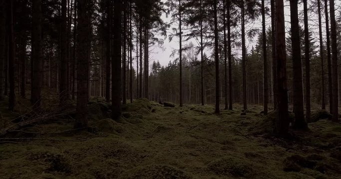 A dark pine and spruce forest a cold cloudy autumn day filmed with drones