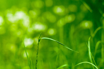 Spring or summer natural abstract background with grass in the garden