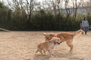 世界の名犬牧場_ゴールデンレトニエル