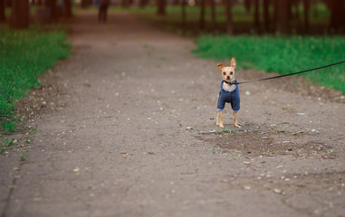Little chihuahua in clothes for dogs in park