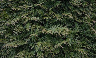 Beautiful green Christmas leaves of thuja trees with soft sunlight and the drops after rain. Sprig of thuja,