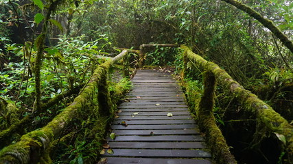 wooden bridge in the forest