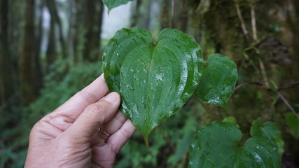 holding tree leaf in the forest