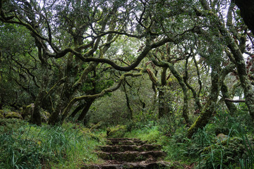 Mysterious green forest on a summer day