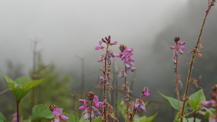 flower in the mist
