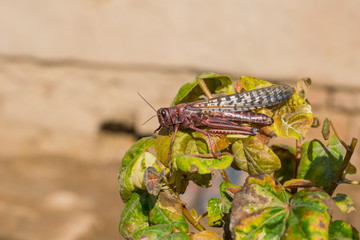  a desert locust in pink color sitting on a branch