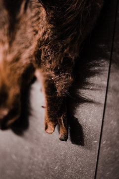 Detailaufnahme eines Wildschweinfell welches an einer Wand h&auml;ngt