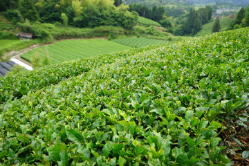 Fototapeta na wymiar 茶畑