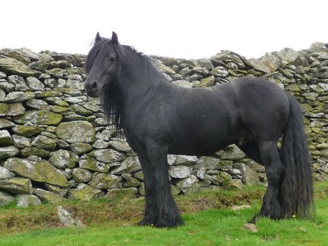  Fell Pony is a rare English treasure, from the mountains of Crumbia. It is one of the most adaptable horses of Mountain and moorland pony breed.