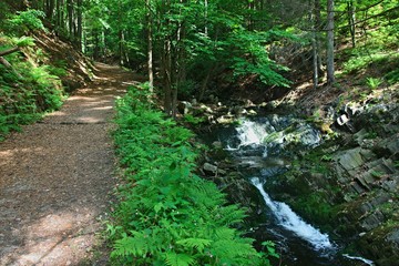 Fototapeta premium Czech Republic-view of Cernohorsky stream and Luisina way in Giant Mountains