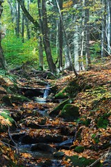 Czech Republic-view of the brook in forest in Antonin valley in autumn
