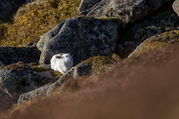 mountain hare, Lepus timidus, wide environmental shot of hare in white winter moult surrounded by snowless ground during January in Scotland, cairngorms national park. 