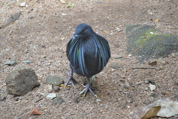 Birds with long feathers, like women with long hair.