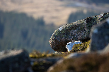 mountain hare, Lepus timidus, wide environmental shot of hare in white winter moult surrounded by snowless ground during January in Scotland, cairngorms national park. 