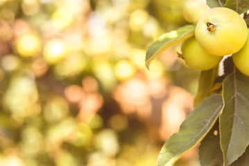 apples on a tree close-up. Hang on a tree in the garden. In warm colors. Spring concept