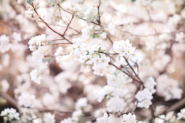 Spring blossom/springtime apple bloom, bokeh flower background, pastel and soft floral card, selective focus, shallow DOF, toned