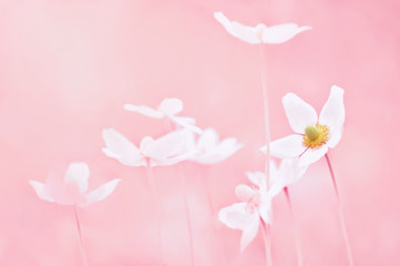 Fototapeta na wymiar Spring blossoming anemone flowers in pink shiny meadow background (anemone sylvestris/snowdrop anemone), selective focus, shalow DOF, toned