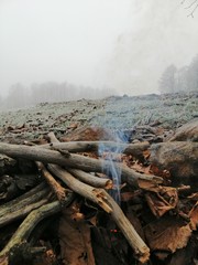 fire in forest