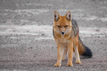 fox in a bolivian desert
