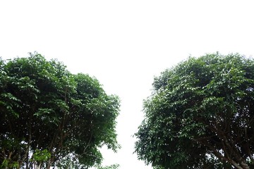 Tropical trees leaves with branches on white isolated background for green foliage backdrop 