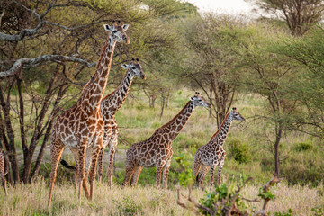 giraffe in africa