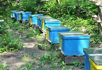 The nomadic apiary was taken to the forest