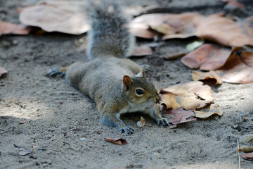 Grauhörnchen in Florida
