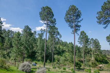 trees in forest