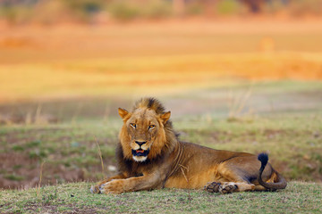 Fototapeta na wymiar The Southern lion (Panthera leo melanochaita) also as the East-Southern African lion or Eastern-Southern African lion.Dominant male lying in savanna with orange colored background.