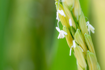 Fototapeta premium stunning natural beauty of rice flower of rice ears at paddy fields 