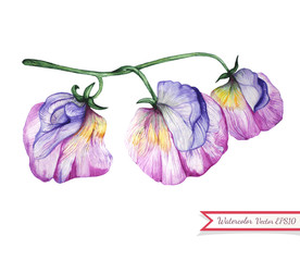 Watercolor sweet pea flowers.