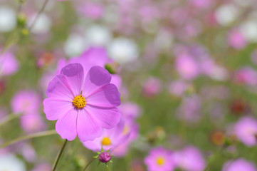 網走のコスモス