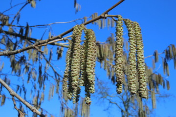 Hazel- blüte