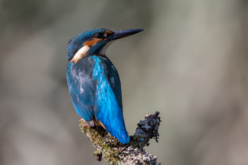 Kingfisher on Perch