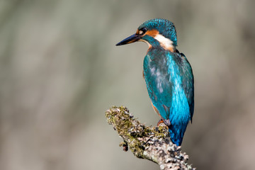 Kingfisher on Perch