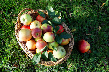 Ripe apples in a basket on the grass