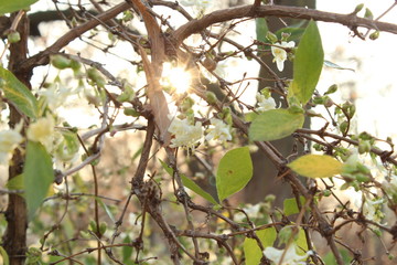 frühlingsblume mit Sinnenstrahen