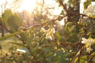 Frühlingsblumen, sonnenaufgang