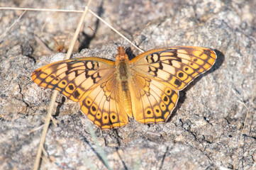 butterfly on leaf