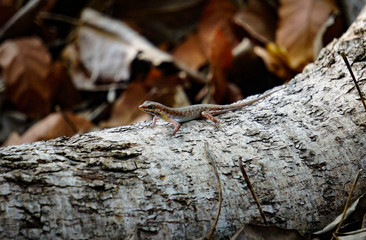 A lizard on the tree