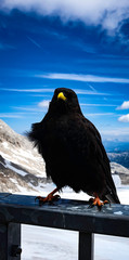 A falcon very near in Austria 