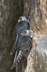 swifts on the rock