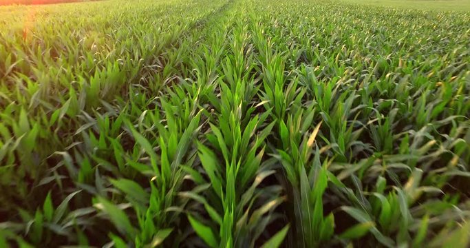 Aerial view of green corn land . countryside from above. Plant in growth. 