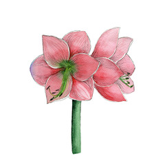 Red Amaryllis flower, isolated on a white background. Watercolor sketch of Hippeastrum. Hand-drawn floral element. Botanical illustration