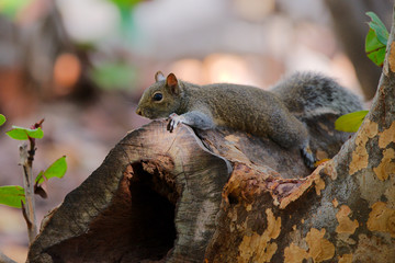 Grauhörnchen in Florida