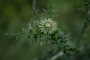 flower of thistle