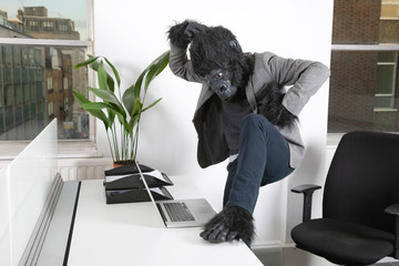 Thoughtful young man in gorilla costume looking at laptop at office